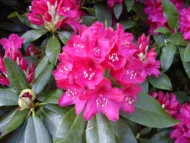 Rhododendron - imagine 2