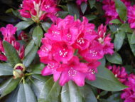 Rhododendron - imagine 2