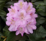 Rhododendron - imagine 3