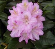 Rhododendron - imagine 3