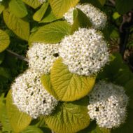 Viburnum Lantana