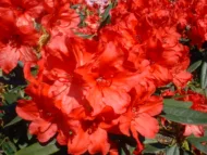 Rhododendron
