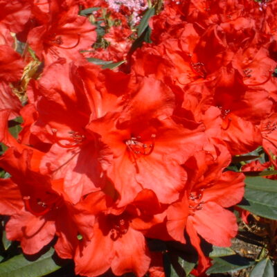 Rhododendron