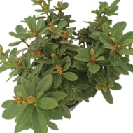 Rhododendron - imagine 7