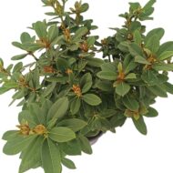 Rhododendron - imagine 7