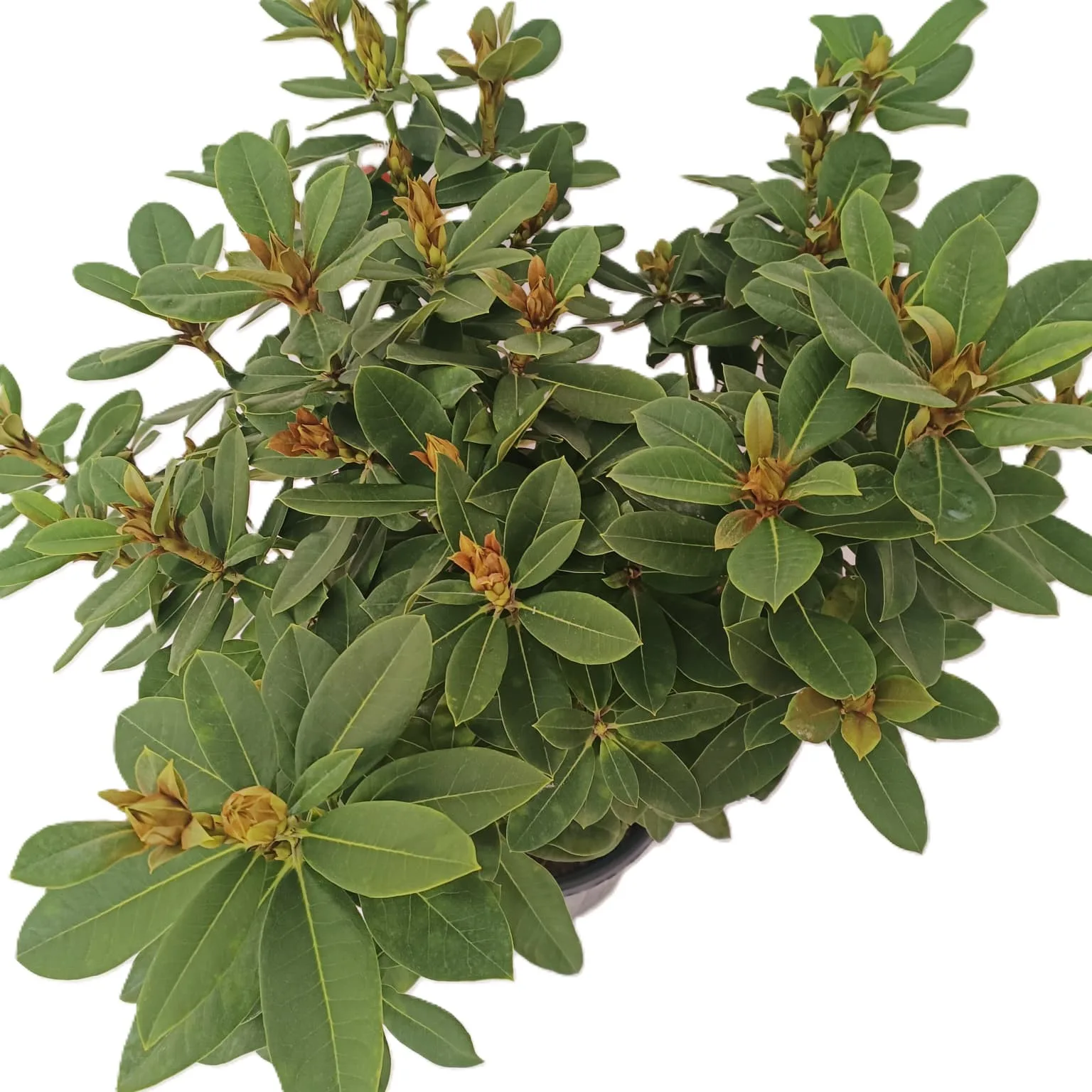 Rhododendron - imagine 7