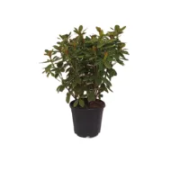 Rhododendron - imagine 8