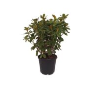 Rhododendron - imagine 8