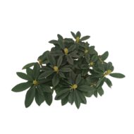 Rhododendron - imagine 3