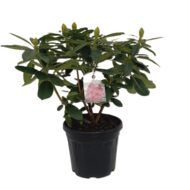 Rhododendron - imagine 2