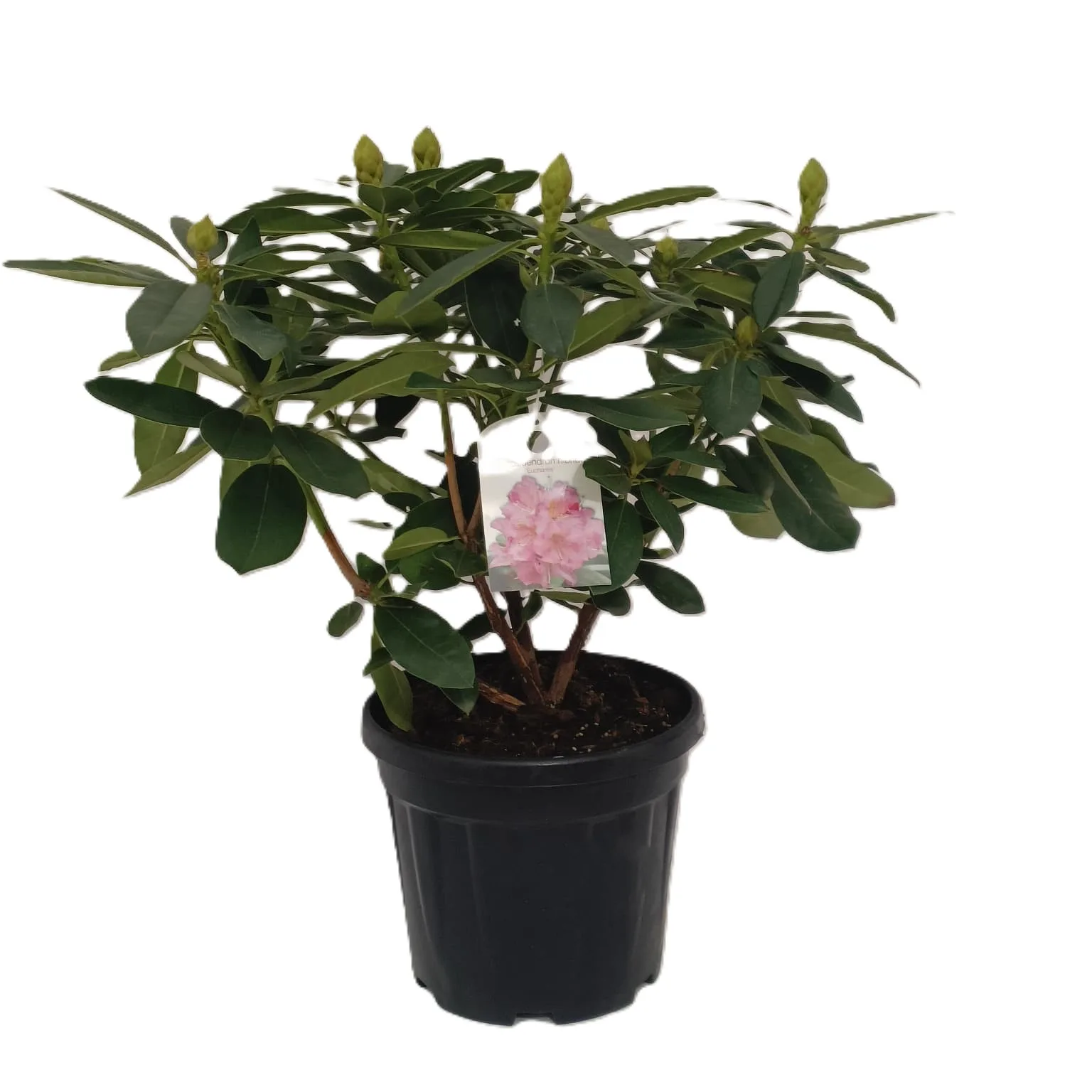 Rhododendron - imagine 2