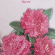 Rhododendron - imagine 12