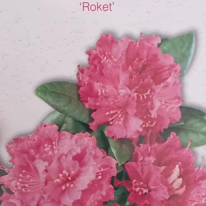 Rhododendron - imagine 12