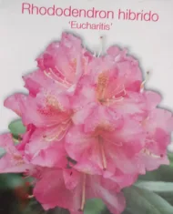 Rhododendron - imagine 6