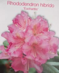 Rhododendron - imagine 6