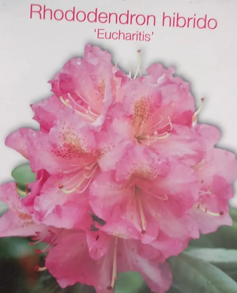Rhododendron - imagine 6