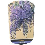 Glicină - imagine 4