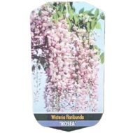 Glicină - imagine 8