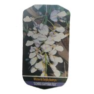 Glicină - imagine 6