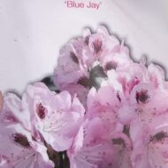 Rhododendron - imagine 9