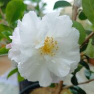 Camelia Sasanqua - imagine 9