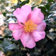 Camelia Sasanqua - imagine 7