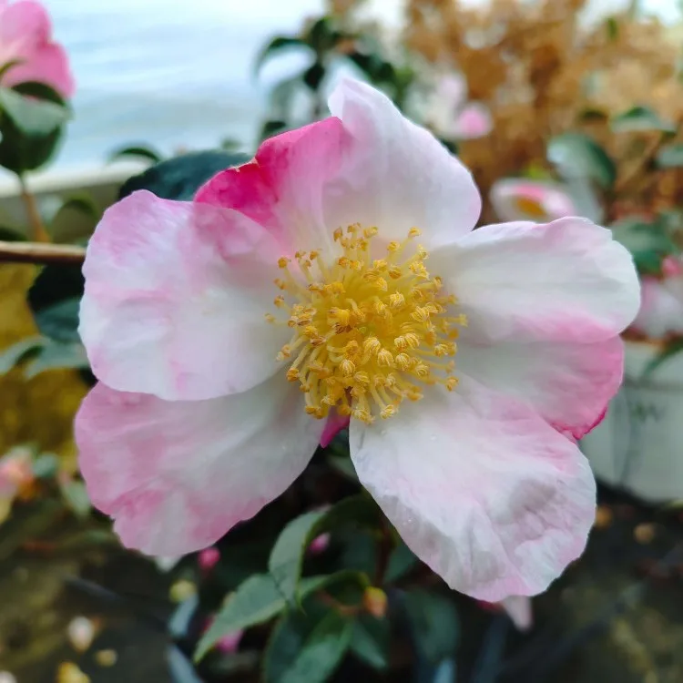 Camelia Sasanqua - imagine 8