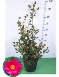 Camelia Sasanqua