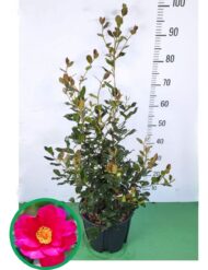 Camelia Sasanqua