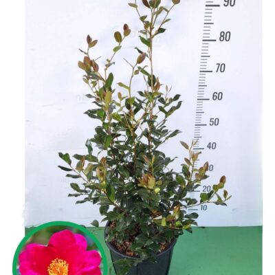 Camelia Sasanqua