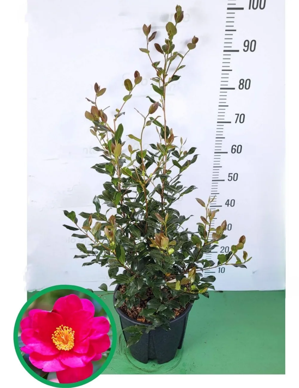 Camelia Sasanqua - imagine 1