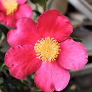 Camelia Sasanqua - imagine 6