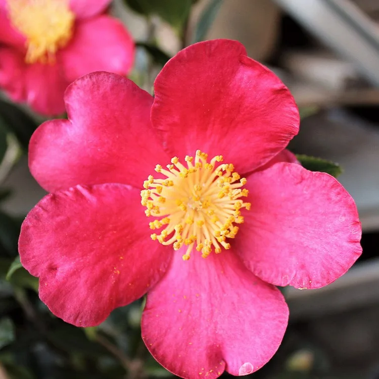 Camelia Sasanqua - imagine 6
