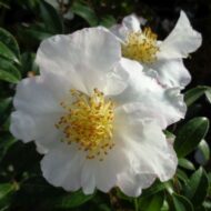 Camelia Sasanqua - imagine 5