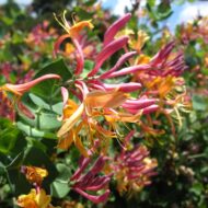 Mâna Maicii Domnului Goldflame