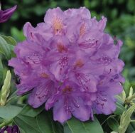 Rhododendron - imagine 11