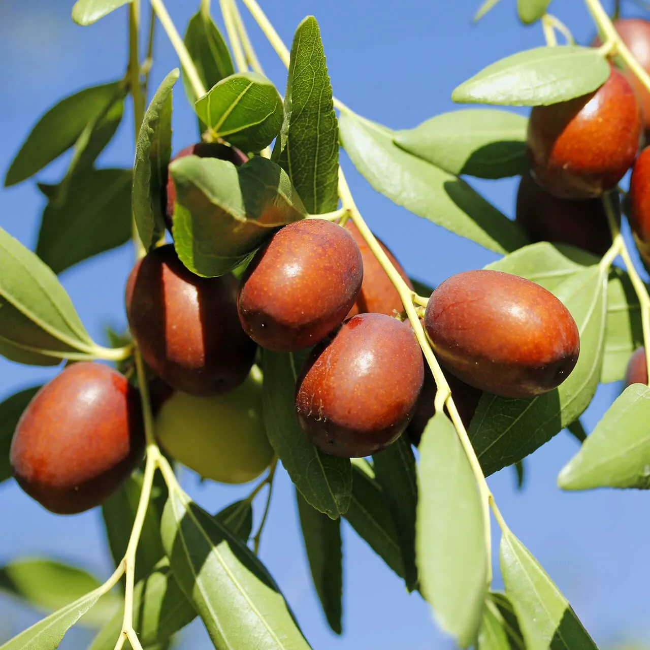 Curmal Chinesesc - imagine 1