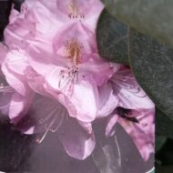 Rhododendron - imagine 13