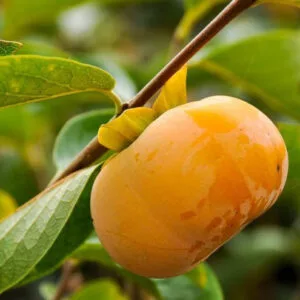 Diospyros Kaki Loti - imagine 1