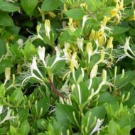 Mâna Maicii Domnului