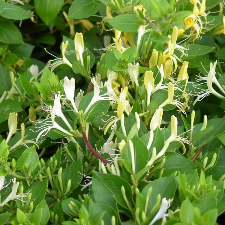 Mâna Maicii Domnului - imagine 1