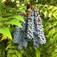 Mahonia Charity - imagine 3