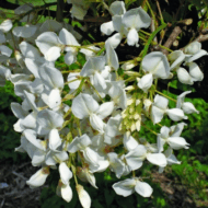 Glicină - imagine 5