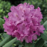 Rhododendron - imagine 7