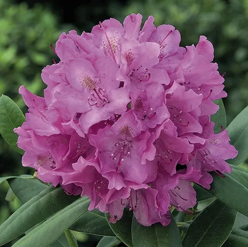 Rhododendron - imagine 7