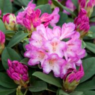 Rhododendron - imagine 9