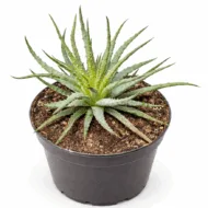 Aloe Crosby's Prolific