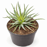 Aloe Crosby's Prolific