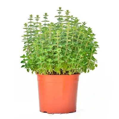 Origanum vulgare - imagine 1