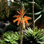 Aloe Crosby's Prolific - imagine 2